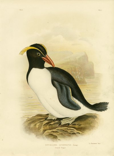 Pinguino crestato, 1891 da Gracius Broinowski